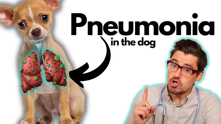 Pneumonia in the Dog: Symptoms, Diagnosis, and Treatment