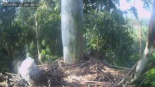 Zimbali Estate Crowned Eagle Live Stream 200524 10:27