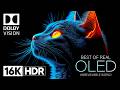 Mind-Blowing 16K HDR OLED Demo | 120fps Dolby Vision Ultra HD