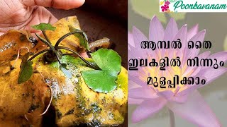 How to Propagate Water Lily from Leaf (with updates) ll English subtitles