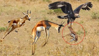 Gazelle Mother Trying Protect Her Children From The Eagle But Fail - Gazelle Vs Eagle Real Fight