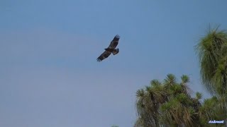 SWFL Eagles 4-24-24.  E23 Goes Soaring on Wednesday!  (Ground video.)