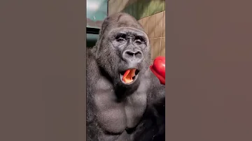 قرد يأكل فلفل تحدي اكبر قرد عودة الغوريلا Gorilla قرد 
