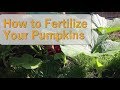 How to Fertilize Your Pumpkins - How to Grow Pumpkins - Summer 2017, Episode 4