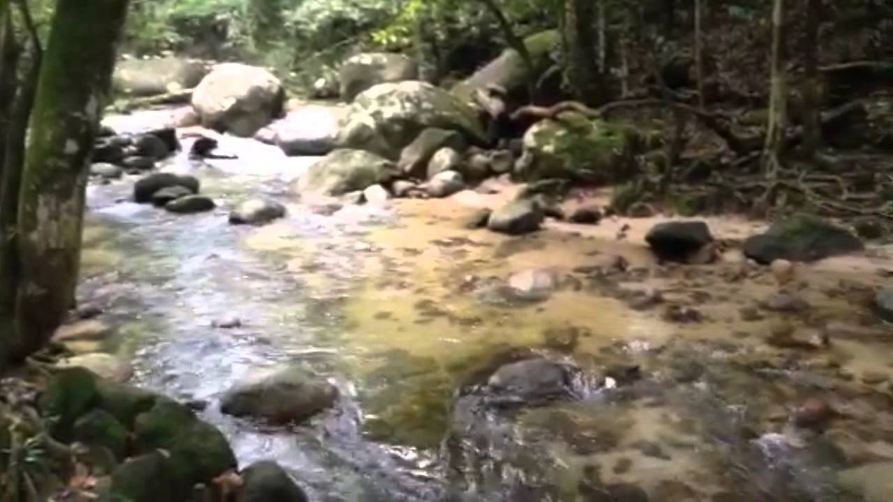 Sungai Tua Recreational Forest - YouTube