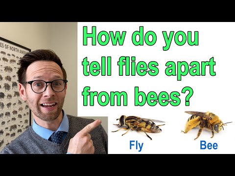 Video: Skillnaden Mellan Bee Och Fly