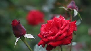 Red Rose | Valentines Day Gift | Relaxing music home | Beautiful Red Roses screenshot 3