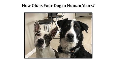How Old is Your Dog in Human Years?