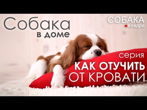 Вопрос: Как отучить собаку лезть на кровать в отсутствие хозяина?