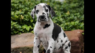 Great Dane Puppies for Sale by Infinity Pups 119 views 9 days ago 1 minute, 14 seconds
