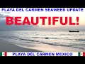 Playa  del carmen beach seaweed update  beaches are beautiful