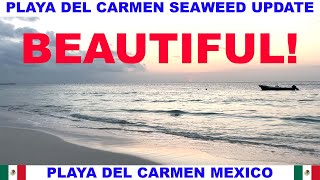 PLAYA DEL CARMEN BEACH SEAWEED UPDATE - BEACHES ARE BEAUTIFUL!