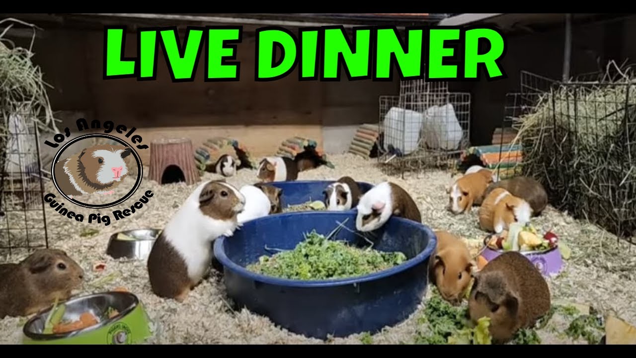Barn Herd Guinea Pig Dinner Time - YouTube - Guinea Pig Dinner Recipe Ideas