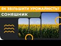Соняшник - як збільшити урожайність [GrowEx]