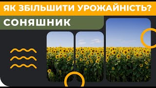 Соняшник - як збільшити урожайність [GrowAcademy]