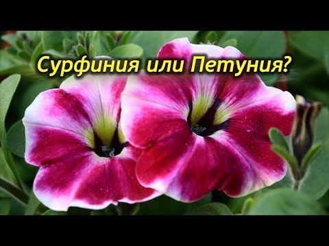 Сурфиния и Петуния – в чем разница? Чем отличаются растения?