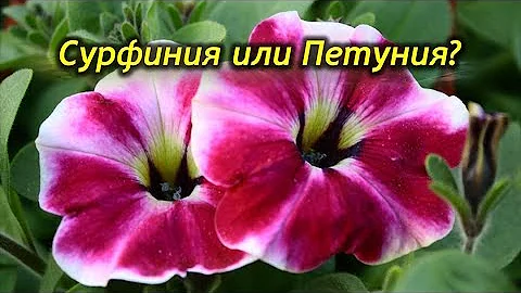 Сурфиния и Петуния – в чем разница? Чем отличаются растения?