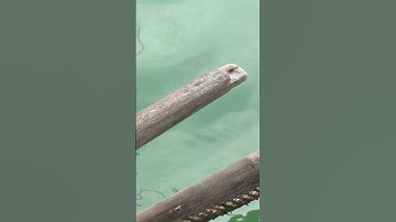 câu cá tráp Cát Bà - Phần 4