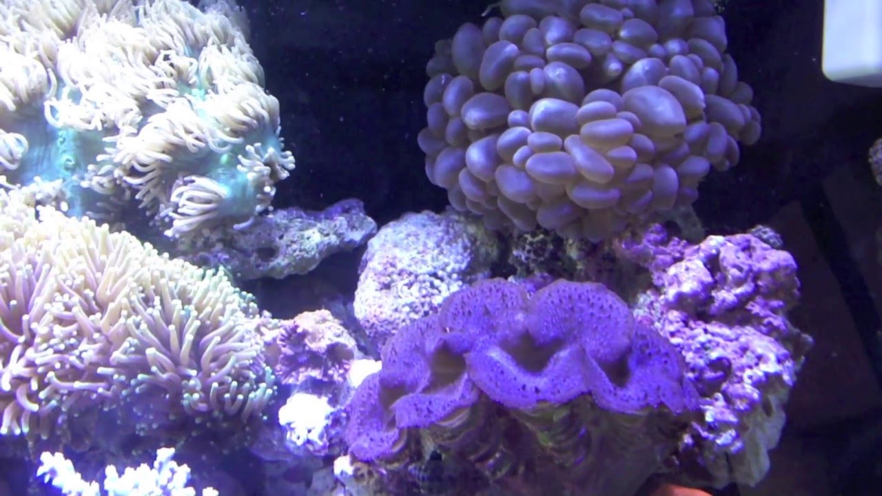 Franklin's Reef Aquarium RSM 130 2011 YouTube