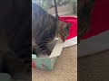 Cats Love These Interactive Cat Toys!