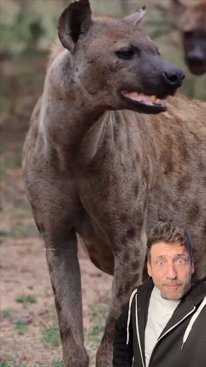 The Hyena is TERRIFYING