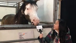 Behind Scenes of Odysseo by Cavalia