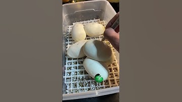 🐍After she lays eggs! 🧪 #molinarosnakelab #ballpython #royalpython  #reptiles #snakebreeder #pets