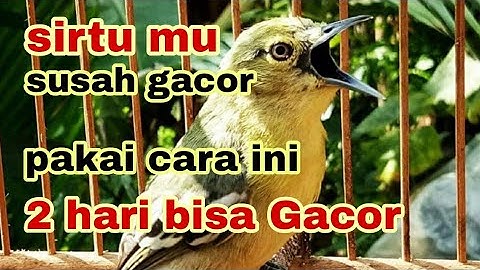 Cara cepat menggacorkan burung sirtu. cipow. cipoh