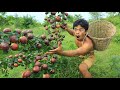 Mangosteen Harvest Season , Lots of mangoes in the forest ,Catch wild chickens by hand