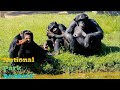 National park animal | amazing  jungle safary