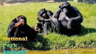 National park animal | amazing  jungle safary