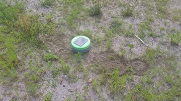 Tertill weeding robot in action