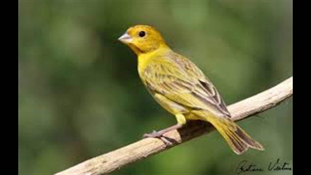Canto CANÁRIO Da TERRA 100 INTERVALOS E SOM De CACHOEIRA !!! YouTube Canto CANÁRIO Da TERRA 100 INTERVALOS E SOM De CACHOEIRA !!! YouTube
