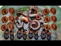 Looking insect meet millipede beetle worm larva worm red milliped under wood nature  pet