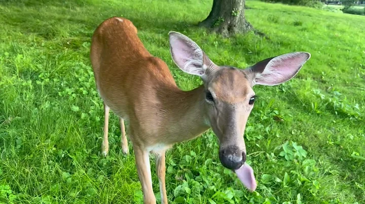 Cute and friendly deer at Wallington Memorial Park...