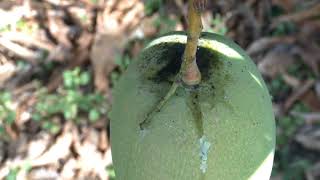 Growing tips  Mango leafhopper vs flatid planthopper