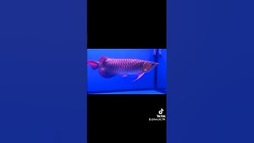 huyết long 57cm hàng đuôi càng vip