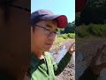 田んぼにマコモダケを植えます。 #そのやま農園 #土作り #マコモダケ