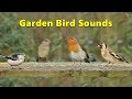 Garden bird sounds spectacular  8 hours 