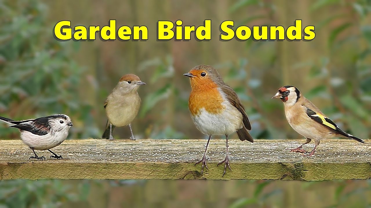 Bird sounds spectacular