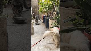 Bella Fight With Stray Cat