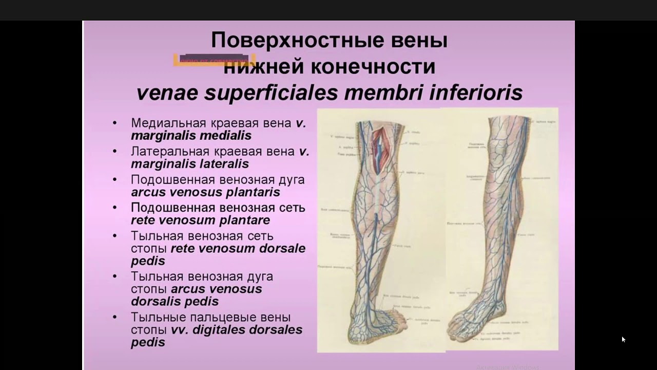 Карта вен нижних конечностей. Малая подкожная Вена нижней конечности анатомия. Большая подкожная Вена ноги анатомия. Суральная Вена нижних конечностей анатомия. Поверхностные вены нижней конечности анатомия.
