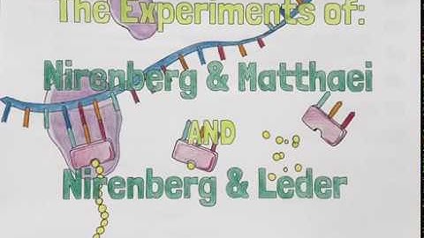 Theresa Charity- The Experiments of Nirenberg and Matthaei and Nirenberg and Leder.