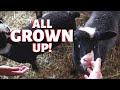 HOW DID THEY DO?? (Final Results for the December Lambing Group):  Vlog 249