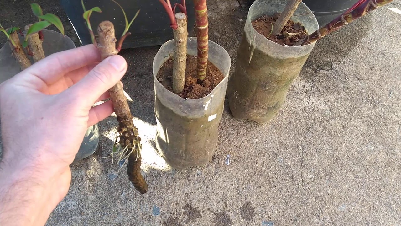 COMO MULTIPLICAR DRACENA | Cordyline | Coqueiro de vênus | Parte 02 - Após 56 Dias.