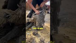 This Sheep was Hiding Under ALL That Wool! 🐑✨ #satisfying #transformation