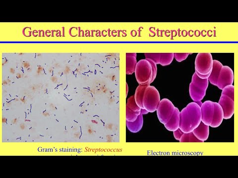 محاضرة المكورات السبحية -الجزء الاول  ‏Streptococci Part I