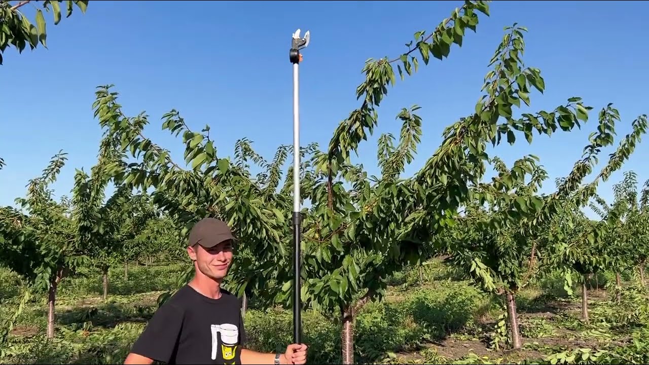 Cseresznye zöldmetszés váza korona Maxma Alany 2023 szeptember