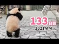 【パンダの赤ちゃん（楓浜）】ハツラツ！！！（133日齢）