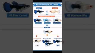 belajar tentang persilangan guppyfish #guppyfish #guppy #ikanguppy #guppyfishfarming #guppypemula